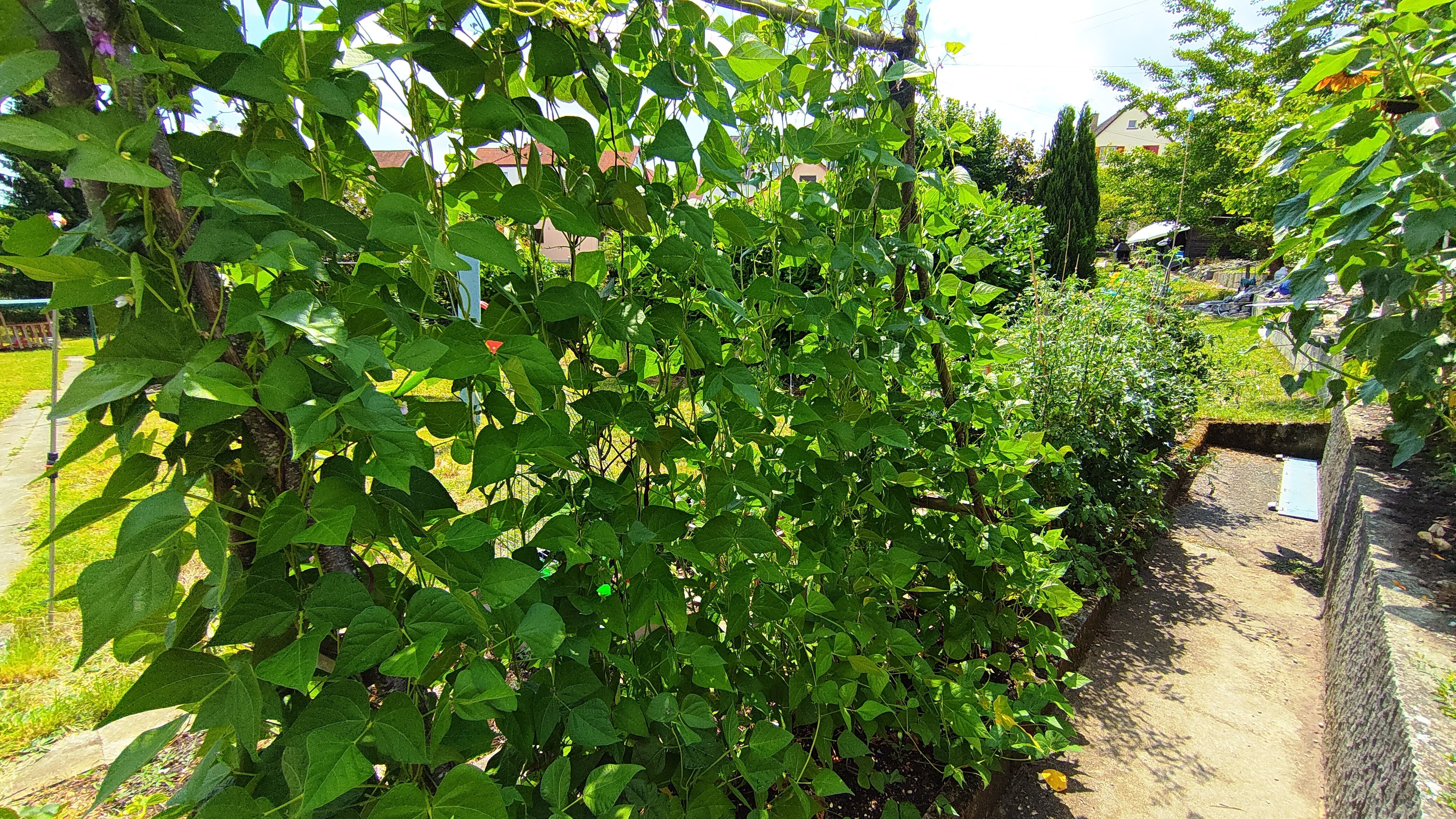 Vertical Bean Garden - How To Create Stunning Edible Gardens in 2025